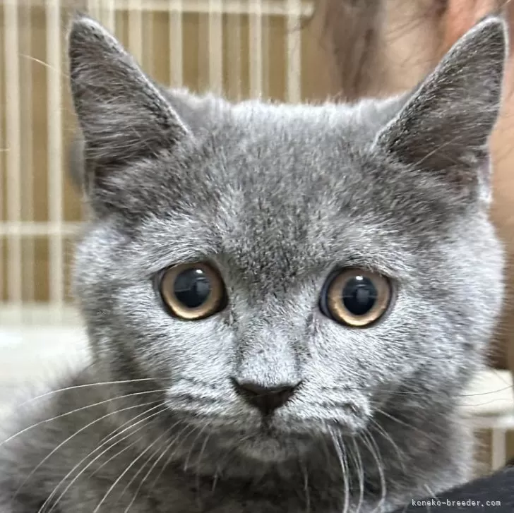 ID：2406-02730の子猫