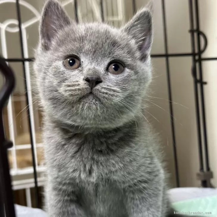 ID:2312-00179の子猫