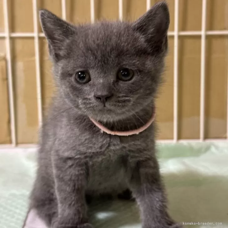 ID:2401-01078の子猫