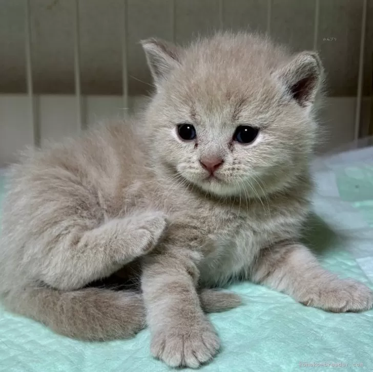 ID:2312-02819の子猫