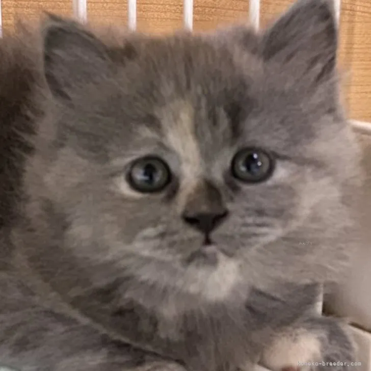ID：2310-02533の子猫
