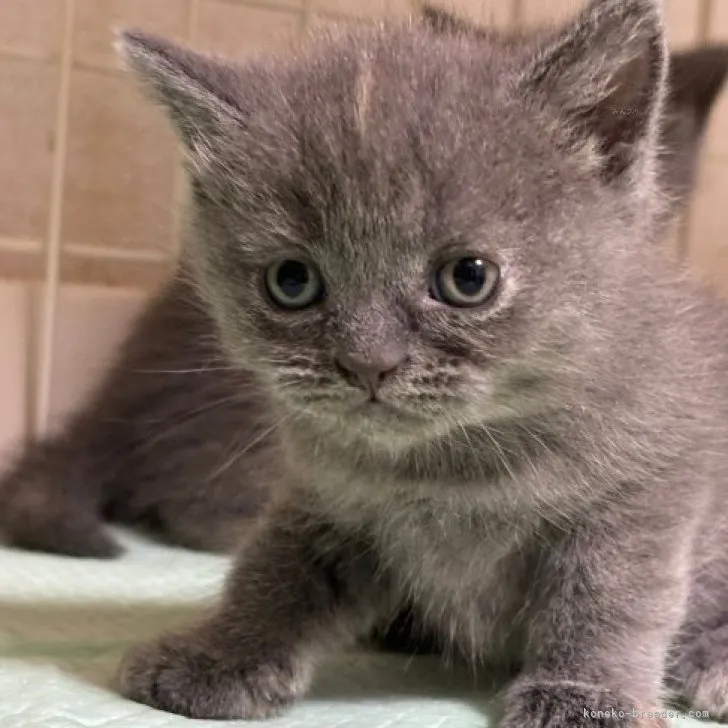 ID:2311-01038の子猫