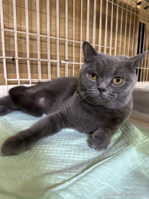 ブリティッシュショートヘア【・女の子・2022年9月6日・ブルー】