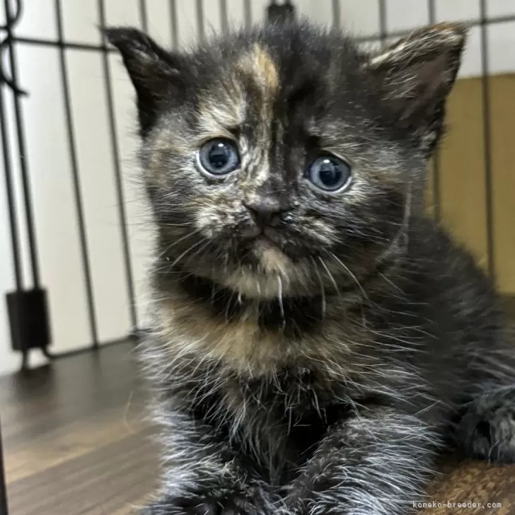 ID:2406-03392の子猫