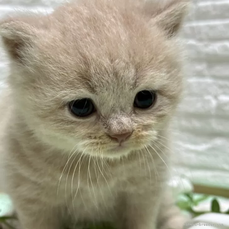 ID：2406-02365の子猫