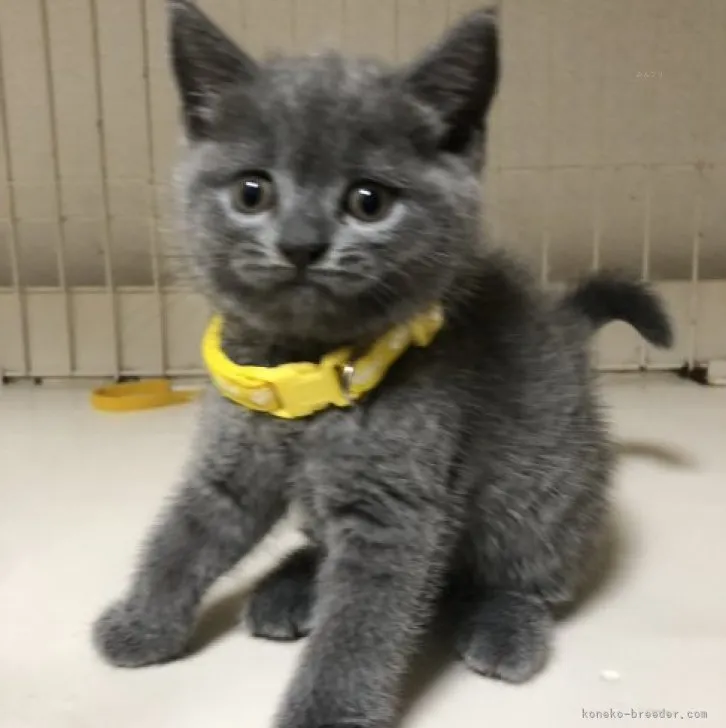 ID:2309-02339の子猫