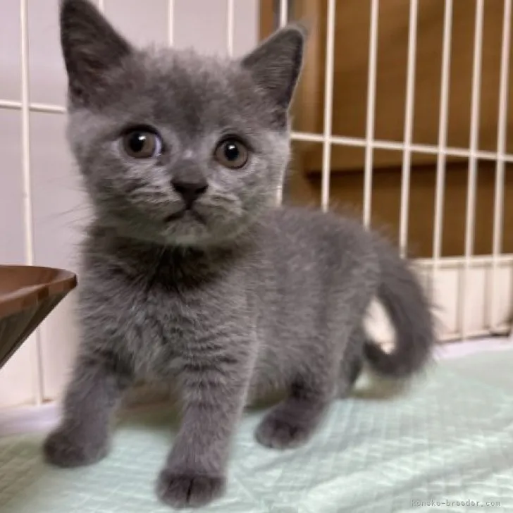 ID:2306-00747の子猫