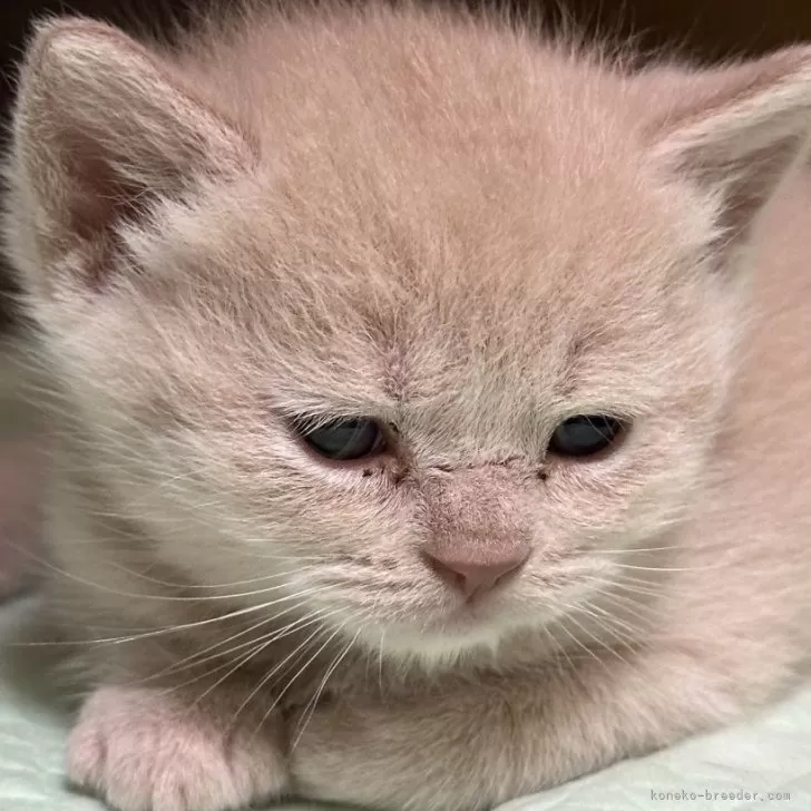 チャタママ 様のお迎えした子猫