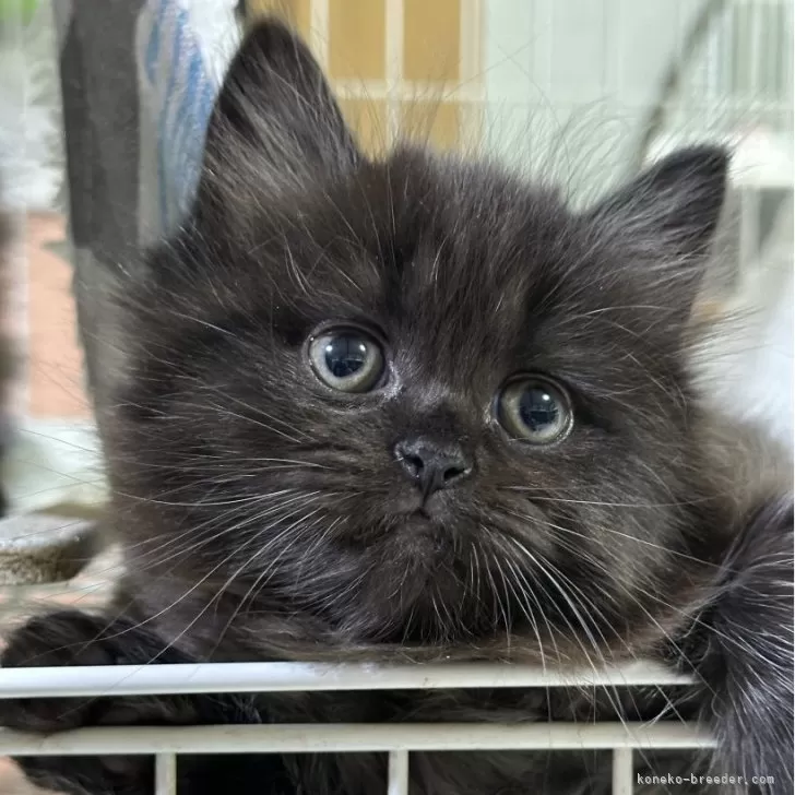 ID:2411-01189の子猫