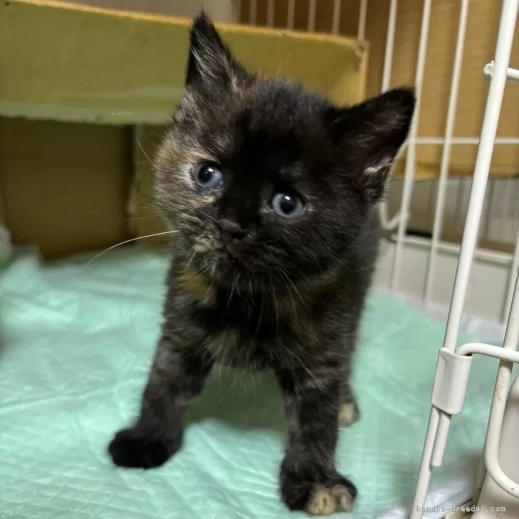 ID:2312-02826の子猫