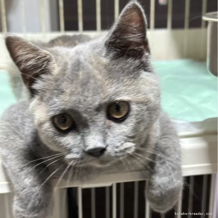 ID：2406-00887の子猫