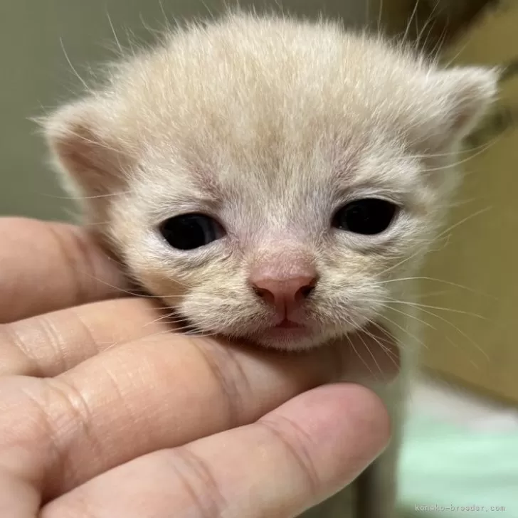 ID：2402-01309の子猫