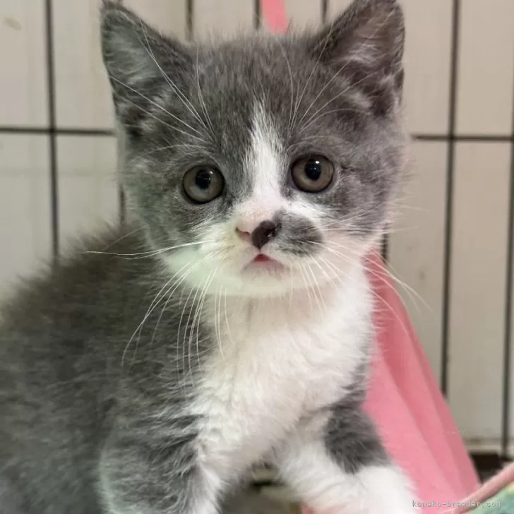 ID:2312-00178の子猫