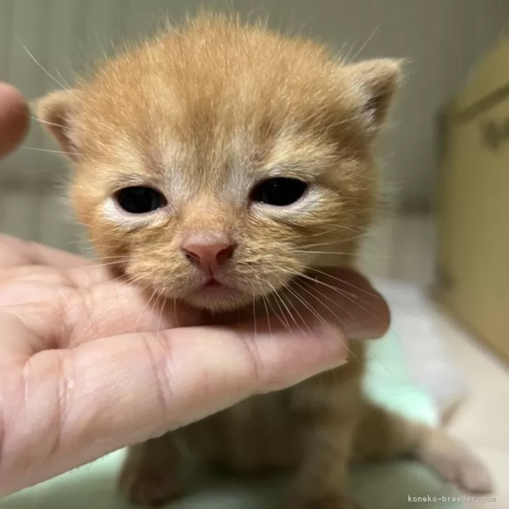 ID：2402-01311の子猫