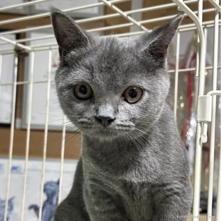 ID：2408-01036の子猫