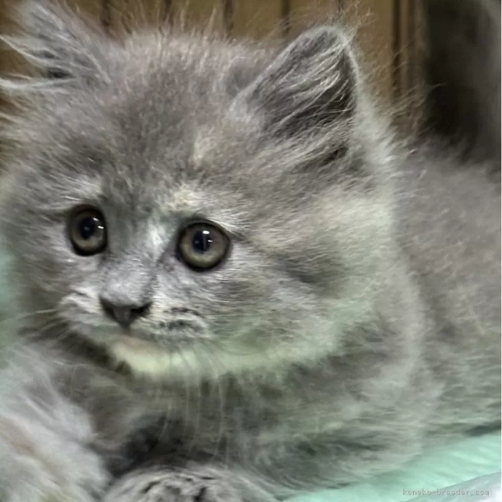 ID:2408-01851の子猫