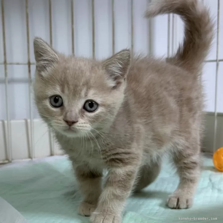 ID:2312-02197の子猫