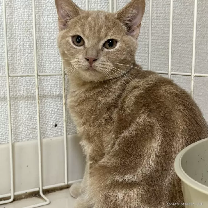 ID：2406-03389の子猫