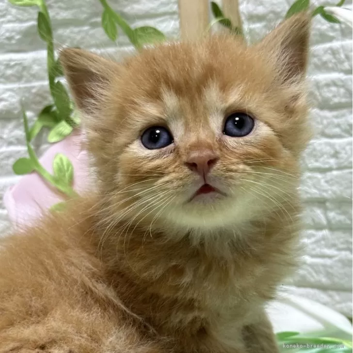 ID：2408-01857の子猫