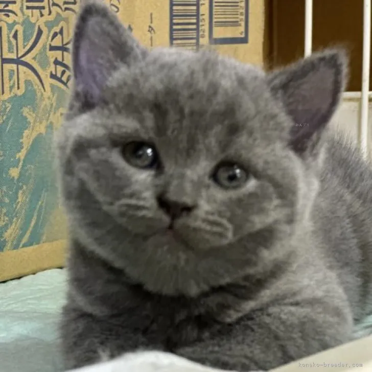 ID:2310-01166の子猫