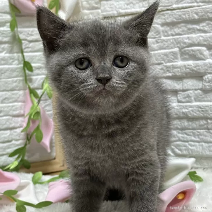 ID:2403-01856の子猫