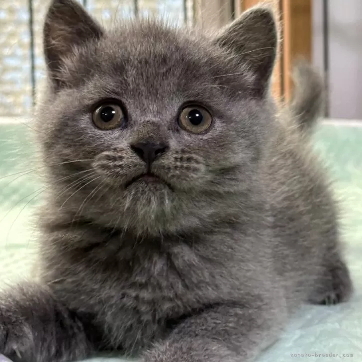 ID：2407-01135の子猫