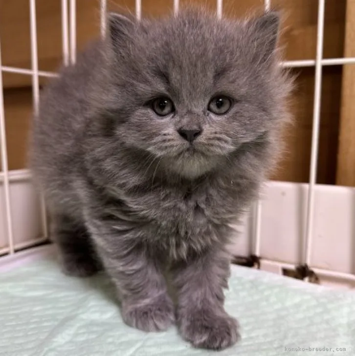 ID:2306-00356の子猫