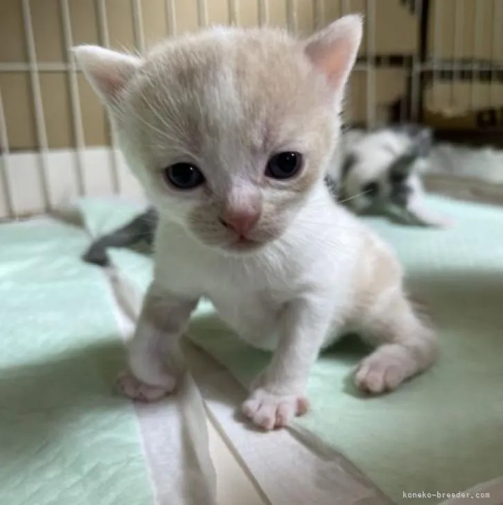 ID：2301-02108の子猫