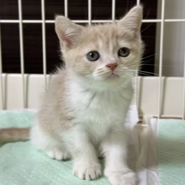 ID:2312-02209の子猫