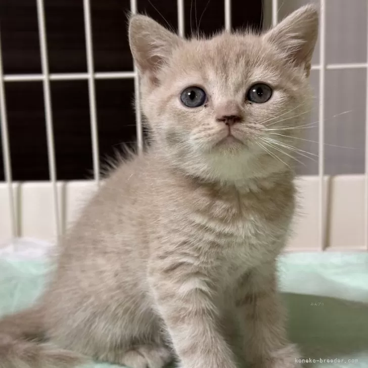 ID:2312-02208の子猫