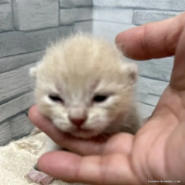 ID:2307-01326の子猫