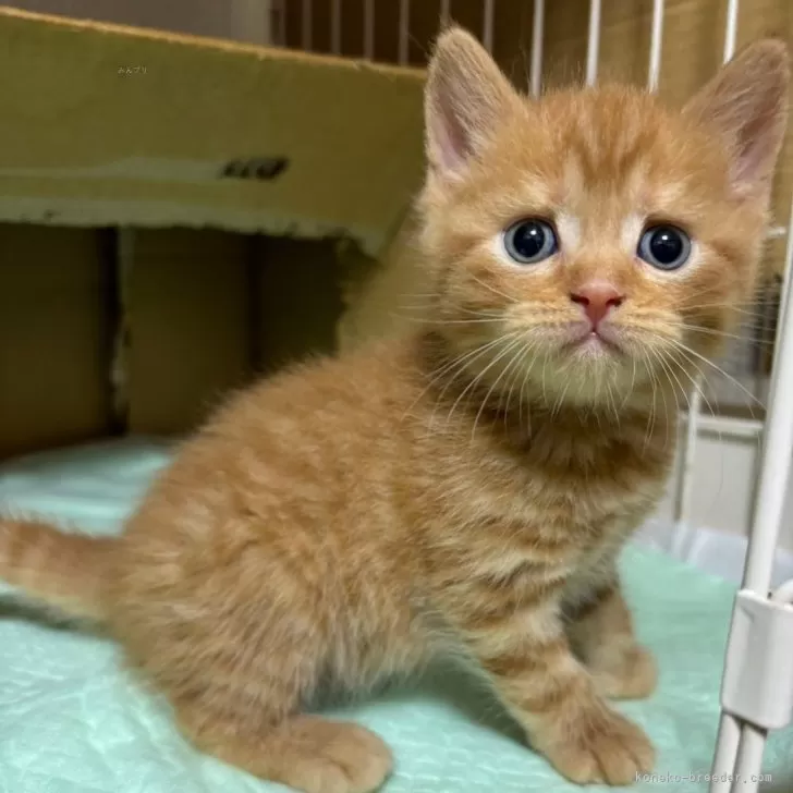 ID:2312-02839の子猫