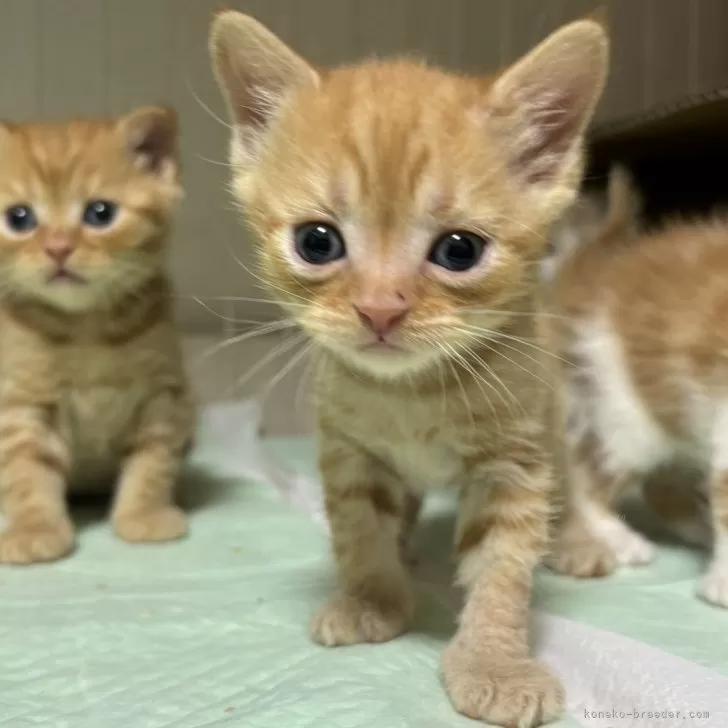 ID:2402-01318の子猫