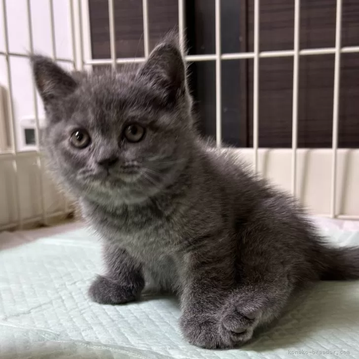 ID：2311-02645の子猫