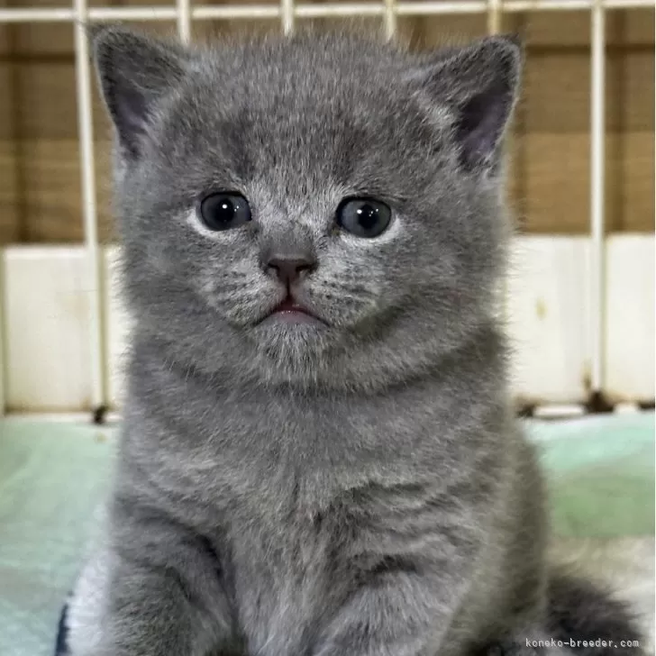 ID:2410-02811の子猫