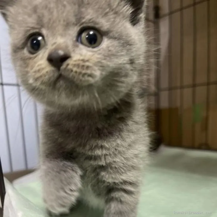 ID:2210-02237の子猫