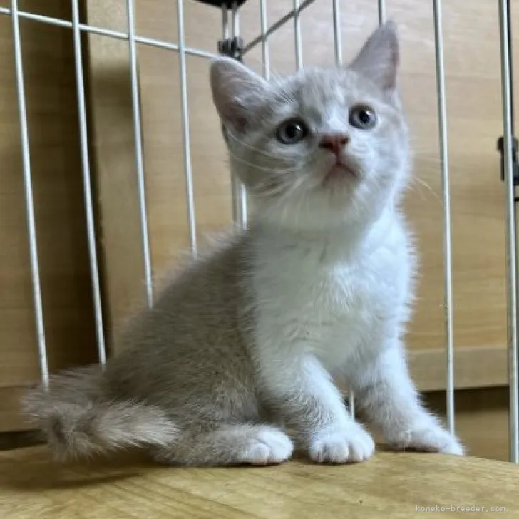 ID:2309-00138の子猫
