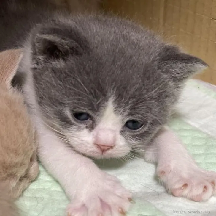 ID：2212-00076の子猫