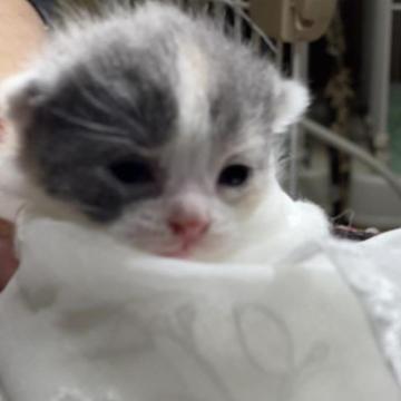 ブリティッシュショートヘア【栃木県・女の子・2022年12月20日・ダイリュートキャリコ】の写真「ダイリュートキャリコの女の子」