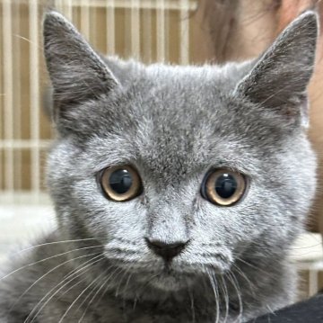 ブリティッシュショートヘア【栃木県・男の子・2024年3月23日・ブルー】の写真「元気な男の子です」