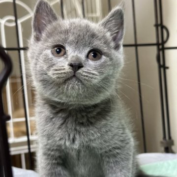 ブリティッシュショートヘア【栃木県・男の子・2023年11月21日・ブルー】の写真「ブルーの男の子」