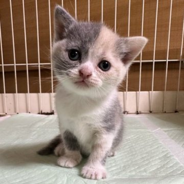 ブリティッシュショートヘア【栃木県・女の子・2023年8月24日・ダイリュートキャリコ】の写真「ダイリュートキャリコの女の子（１）」