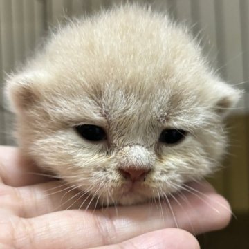 スコティッシュフォールド(立ち耳)【栃木県・男の子・2024年6月19日・クリーム】の写真「元気な男の子です」