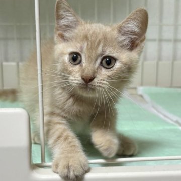 スコティッシュフォールド【栃木県・男の子・2024年6月19日・クリーム】の写真「クリーム色の男の子です」