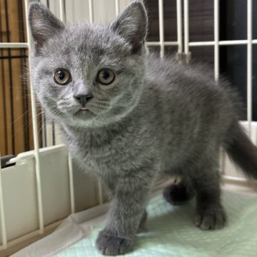 ブリティッシュショートヘア【栃木県・男の子・2024年1月6日・ブルー】の写真「ブルーの男の子」
