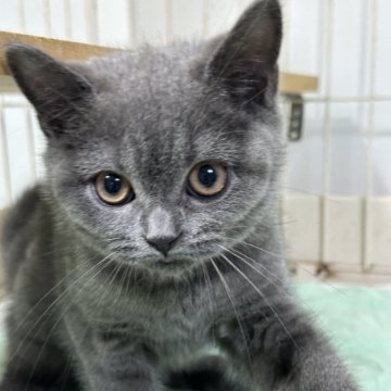 ブリティッシュショートヘア【栃木県・女の子・2024年3月26日・ブルー】の写真「ブルーの女の子」