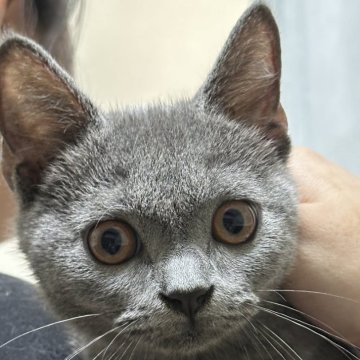 ブリティッシュショートヘア【栃木県・男の子・2024年3月23日・ブルー】の写真「元気な男の子です」