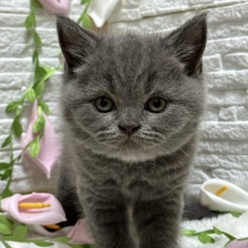 ブリティッシュショートヘア【栃木県・男の子・2024年3月8日・ブルー】の写真「ブルーの男の子（１）」