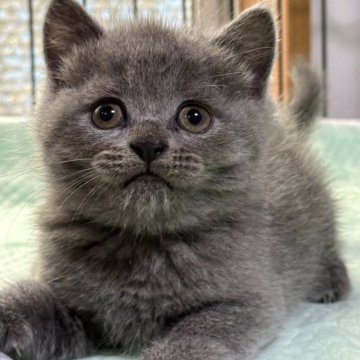 ブリティッシュショートヘア【栃木県・男の子・2024年6月8日・ブルー】の写真「ブルーの男の子」