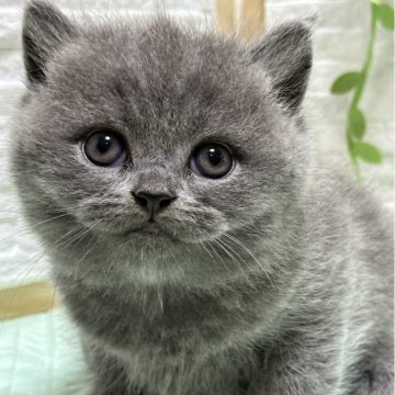 ブリティッシュショートヘア【栃木県・男の子・2024年9月13日・ブルー】の写真「ブルーの男の子」